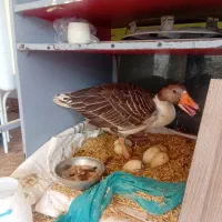 غاز با ۶ تا تخم