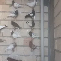 دسته کفتری بهبهانی خوب