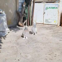 جفت قلاغ نقره‌ای بازیکن درجه یک زات و هوش عالی