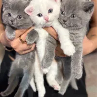 اسکاتیش بلو