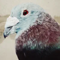 کفتر لایی سنگی|حراج|سراوان, |دیوار