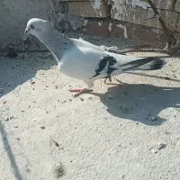 نر شامی کاکلی غول پیکر