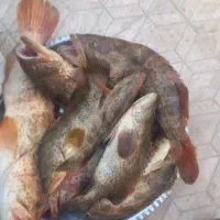 ماماهی  هامور(صید قلاب) کیلو۷۰۰۰۰۰|ماهی|برازجان, |دیوار