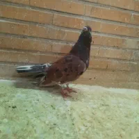 کبوتر گرفتنی