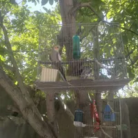 عروس هلندی|حیوانات مزرعه|کوهدشت, |دیوار
