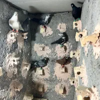 کبوتر به ضمانت هوا