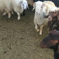 بره نر پرواری درجه یک چاق