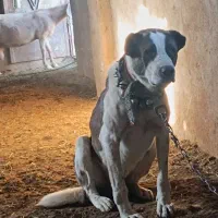 واگذاری سگ نگهبان|سگ|مشهد, ایوان|دیوار