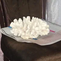 سنگ مرجان کله قوچی