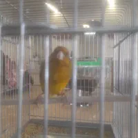 سهره قناری لربخون دهن پاک