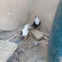 کبوتر|پرنده|سراوان, |دیوار