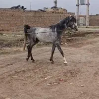 اسب کرد نریان ۳ ساله