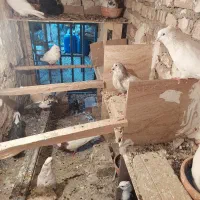 ۳۰عددکفترکاروجوجه