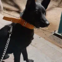 ژرمن بلک مو کوتاه