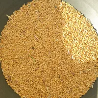 ( گندم )|خوردنی و آشامیدنی|اردبیل, |دیوار