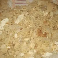 جوجه کفتر