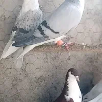 کبوتر صید در چناران|پرنده|مشهد, امیریه|دیوار
