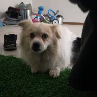 سگ آپارتمان|سگ|پاکدشت, پاکدشت (مامازند)|دیوار