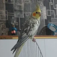 عروس هلندی نر کامل باقفس