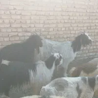 4 راس بز|حیوانات مزرعه|زرقان, |دیوار