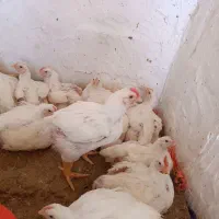 مرغ گوشتی