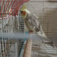 عروس هلندی نر