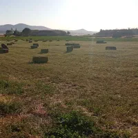 یونجه