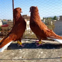 سرخ دم سفید