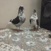 کفتر یا کبوتر