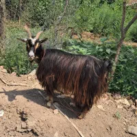 بز جوان چاق و چله حدود ۳۵ کیلویی گوسفند