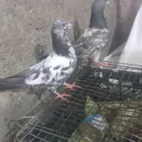 کبوتر فروشی