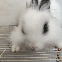 خرگوش لوپ سیاه و سفید|موش و خرگوش|قائن, |دیوار