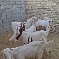 تعداد ۷ بز گلابی ۶ بز و یه تکه .و چند بزغاله گلابی|حیوانات مزرعه|قائن, |دیوار