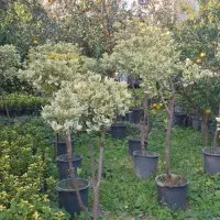 فروش شمشاد طلایی/ لافسون /کامایا/یاس هلندی|خدمات باغبانی و درختکاری|تهران, شهرک آپادانا|دیوار