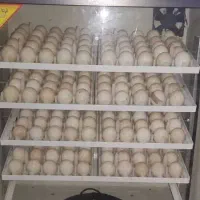 فروش دستگاه جوجه کشی صادراتی