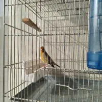 سهره قناری دهن لر