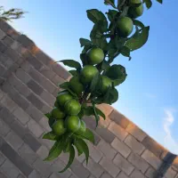 باغ ۱۰۰۰متری دهشاد شهریار خیابان باسکول|فروش زمین و ملک کلنگی|صباشهر, |دیوار