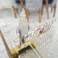 عروس هلندی جوان