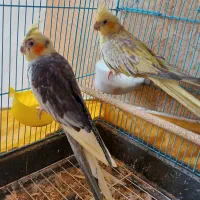 جفت عروس پاریس مولد