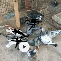 جوجه بوم نرفته