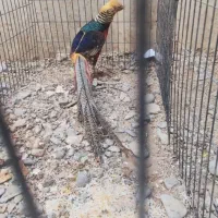 خروس|پرنده|تهران, شهرک استقلال|دیوار