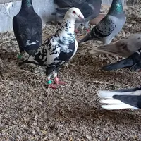 کبوتر|پرنده|گناباد, |دیوار
