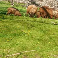 بره نر 15راس