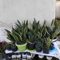 گل سانسوریا|گل و گیاه طبیعی|لاهیجان, آهندان|دیوار