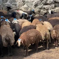 گوسفندقربانی(زنده)جهت ذبح در مراسمات