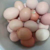 تخم‌مرغ بومی گلپایگانی