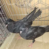 کفتر|پرنده|کهنوج, |دیوار
