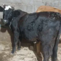 گاووگوساله لیشه چالوسی شکمدار۸ماه|حیوانات مزرعه|لولمان, |دیوار
