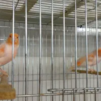 قناری نر و بنگالی و پرنده|پرنده|اصفهان, شهرک کاوه|دیوار