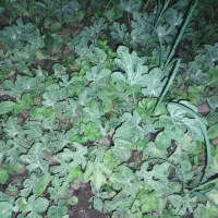 نهال هندوانه میکادو